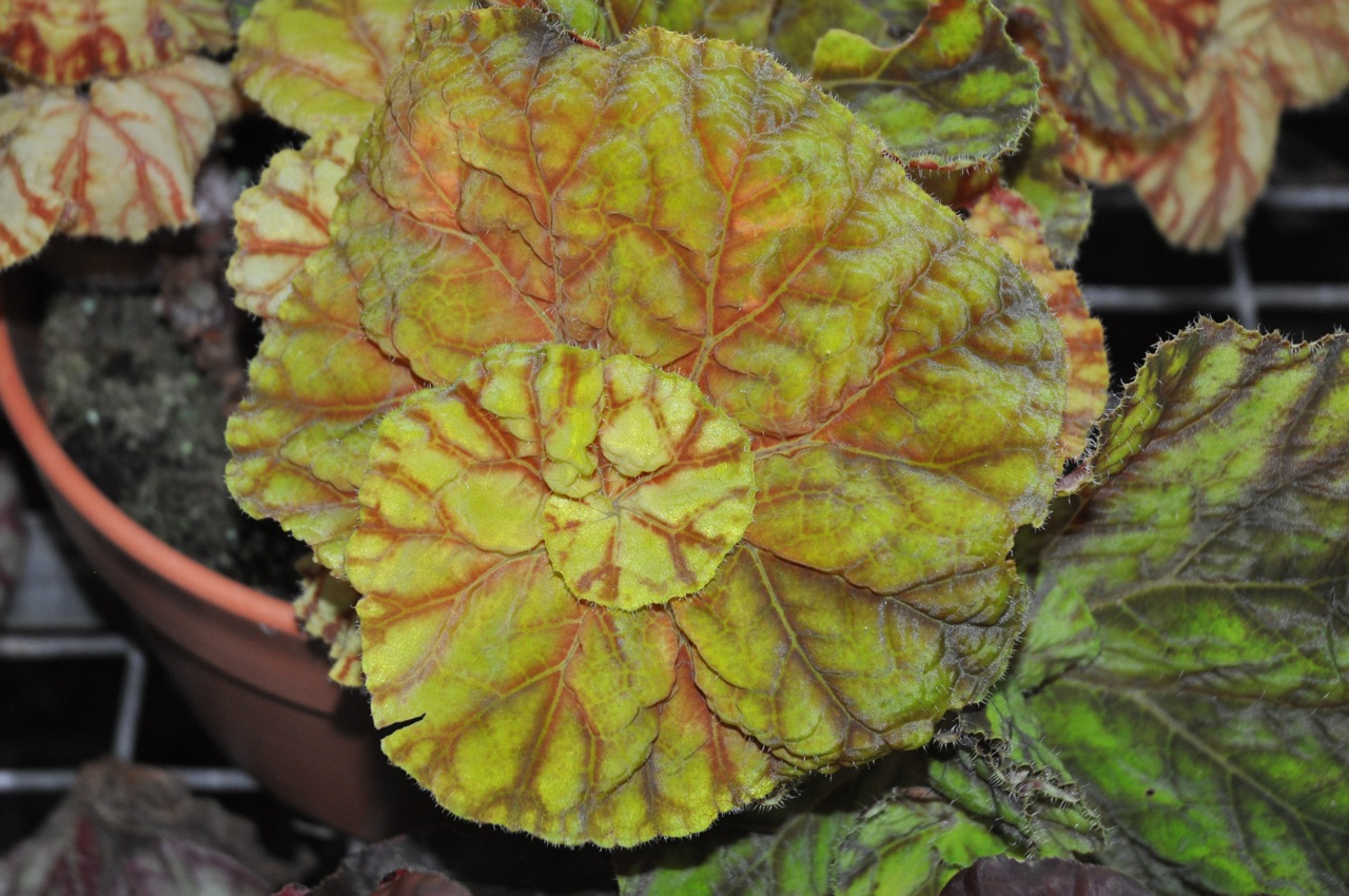 B. ‘Golden Lion’